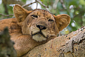 Africa, Uganda, Ishasha, Queen Elizabeth National Park. Lioness, (Panthera leo) in tree, resting on branch.