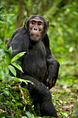 Afrika, Uganda, Kibale-Nationalpark, Ngogo-Schimpansenprojekt. Ein junger erwachsener Schimpanse hört zu und wartet darauf, dass die Schimpansen, mit denen er gereist ist, wieder zu ihm stoßen.