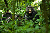 Afrika, Uganda, Kibale-Nationalpark, Ngogo-Schimpansenprojekt. Ein jugendlicher Schimpanse macht eine Pause von der Pflege eines älteren Männchens, um aufzublicken und zu gähnen.