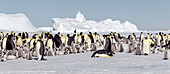 Antarktis, Snow Hill. Blick auf die Kolonie der Kaiserpinguine vor den im Packeis gefangenen Eisbergen.