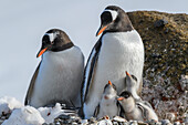 Antarctica, Antarctic Peninsula, Brown Bluff. Gentoo penguin with three chicks.