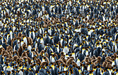 Salisbury Plain, South Georgia Island. Dense king penguin colony.