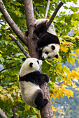Asia, China, Wolong, Giant Panda, Part of the UNESCO Man and Biosphere Reserve Network