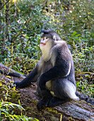 Asia, China, Tacheng, Yunnan Black Snub-Nosed Monkey