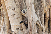 Indien, Madhya Pradesh, Bandhavgarh-Nationalpark. Ein Langur aus den nördlichen Ebenen, der zwischen den Wurzeln eines Baumes spielt.