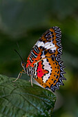 Indonesia, Bali. Malay lacewing butterfly on leaf.