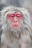 Asia, Japan, Nagano, Jigokudani Yaen Koen, Snow Monkey Park, Japanese macaque, Macaca fuscata. Headshot of a Japanese macaque bathing in the hot pool.