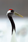 Asia, Japan, Hokkaido, Kushiro, Akan International Crane Center, red-crowned crane, Grus japonensis. A headshot of an adult red-crowned crane.