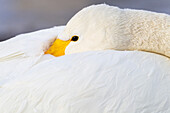 Asia, Japan, Hokkaido, Lake Kussharo, whooper swan, Cygnus cygnus. A whooper swan tucks its bill under its feathers for comfort and protection.