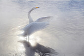 Asia, Japan, Hokkaido, Lake Kussharo, whooper swan, Cygnus cygnus. A whooper swan flaps its wings in the mist of the rising sun.