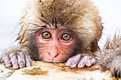 Asia, Japan, Nagano, Jigokudani Yaen Koen, Snow Monkey Park, Japanese macaque, Macaca fuscata. Headshot of a Japanese macaque that is soaking in the thermal pool.