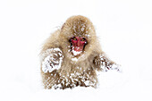 Asia, Japan, Nagano, Jigokudani Yaen Koen, Snow Monkey Park, Japanese macaque, Macaca fuscata. Portrait of a snow covered Japanese macaque.