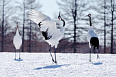 Asien, Japan, Hokkaido, Kushiro, Tsuri-Ito Red-crowned Crane Sanctuary, Rot-gekrönter Kran, Grus japonensis. Zwei Rotkronenkraniche üben ihren Balztanz.