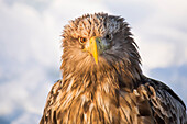 Asia, Japan, Hokkaido, Rausu, white-tailed eagle, Haliaeetus albicilla. Headshot of a white-tailed eagle.