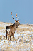 Asia, Japan, Hokkaido, Shiretoko Peninsula, near Rausu, sika deer, Cervus Nippon. A sika stag poses in a snowy field.