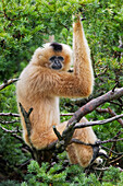 Buff-cheeked Gibbon, beheimatet in Laos, Vietnam, Kambodscha