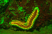 Fire Worm, Night Fluorescing, Bonaire, Caribbean