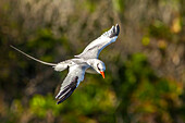 Karibik, Insel Little Tobago. Rotschnabel-Tropikvogel im Flug