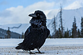 Kanada, Alberta, Icefields Parkway. Kolkrabe am Straßenrand.