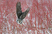 Kanada, British Columbia. Northern Hawk Owl hebt vom Blaubeerbusch ab.