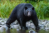 Kanada, British Columbia. Schwarzbär sucht am Flussufer nach Fischen.
