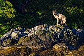 Kanada, British Columbia, Tofino. Küstenwolf in der Gezeitenzone.