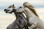 Europe, France, Provence, Camargue. Two stallions fighting.