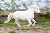 France, The Camargue, Saintes-Maries-de-la-Mer, Running Camargue horse with slow shutter speed.