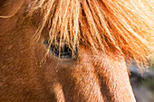 Europe, Iceland, Lake Myvatn, Icelandic horse. Detail of the thick, protective forelock of the Icelandic horse.