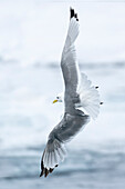 Pack ice, north of Svalbard. A black-legged kittiwake showing its flying capabilities.