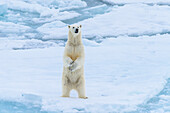 Norway, Svalbard. Sea ice edge, 82 degrees North, polar bear stands up.