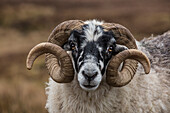 Schottland. Schottisches Schaf mit schwarzem Gesicht aus nächster Nähe.