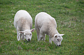 Great Britain, Shetland, Fair Isle. Shetland sheep, twin lambs.