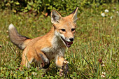 Young red fox running, Vulpes vulpes