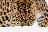 Amur Leopard (Captive) in winter, Panthera pardus orientalis. Leopard subspecies native to the Primorye region of southeastern Russia and the Jilin Province of northeast China. Critically Endangered Species since 1996.