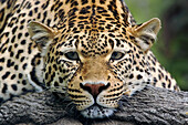 Leopard resting facing forward, captive animal.