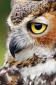 Great horned owl portrait