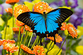 Bergblauer Schmetterling, Papilio Ulysses