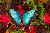 Tropical Butterfly the Blue Morpho, Morpho peleides, open winged on Coleus Plant