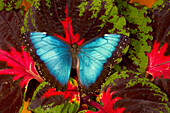 Tropischer Schmetterling der blaue Morpho, Morpho peleides, offen geflügelt auf Coleus-Pflanze