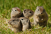 Belding's ground squirrel family peeking out of burrow