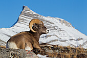 Rocky Mountain bighorn sheep ram, resting in the alpine country