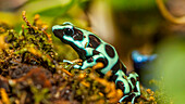 Poison dart frogs are highly poisonous.