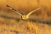 Short-eared owl flying, Prairie Ridge State Natural Area, Marion County, Illinois.