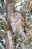 Barred owl in red cedar tree in snow, Marion County, Illinois.