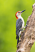 Red-bellied woodpecker male on dead tree, Marion County, Illinois.