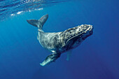South Pacific, Tonga. Humpback calf close-up