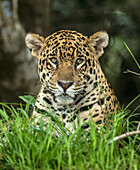 Brasilien, Pantanal. Wilder Jaguar aus nächster Nähe.