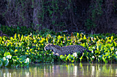 Brazil, Mato Grosso, The Pantanal, Rio Cuiaba, jaguar (Panthera onca) hunting through water hyacinth.