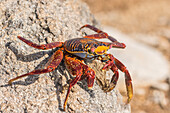 Ecuador, Galapagos National Park. Close-up of Sally light foot crab
